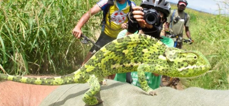 Ein grünes Chamäleon sitzt während einer Radtour in Tansania auf einem Arm