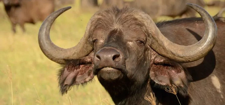 Nahaufnahme eines afrikanischen Büffels während einer Safari in Tansania