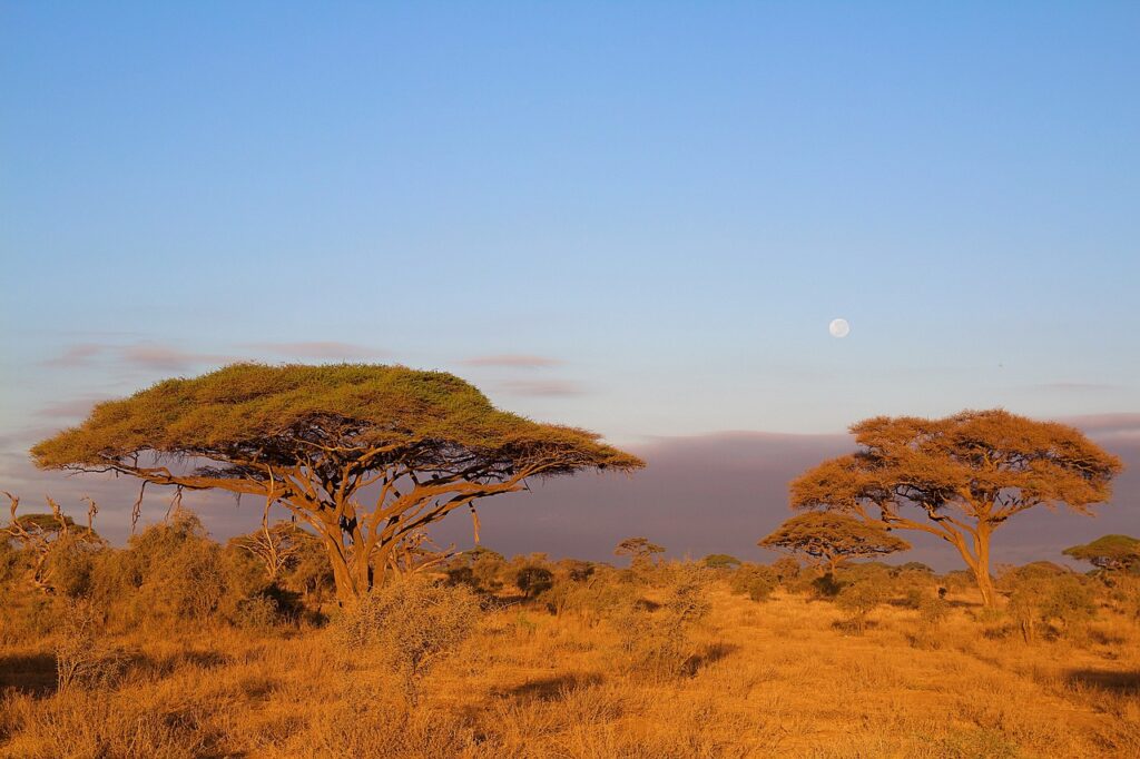 africa, kilimanjaro, kenya-4278139.jpg