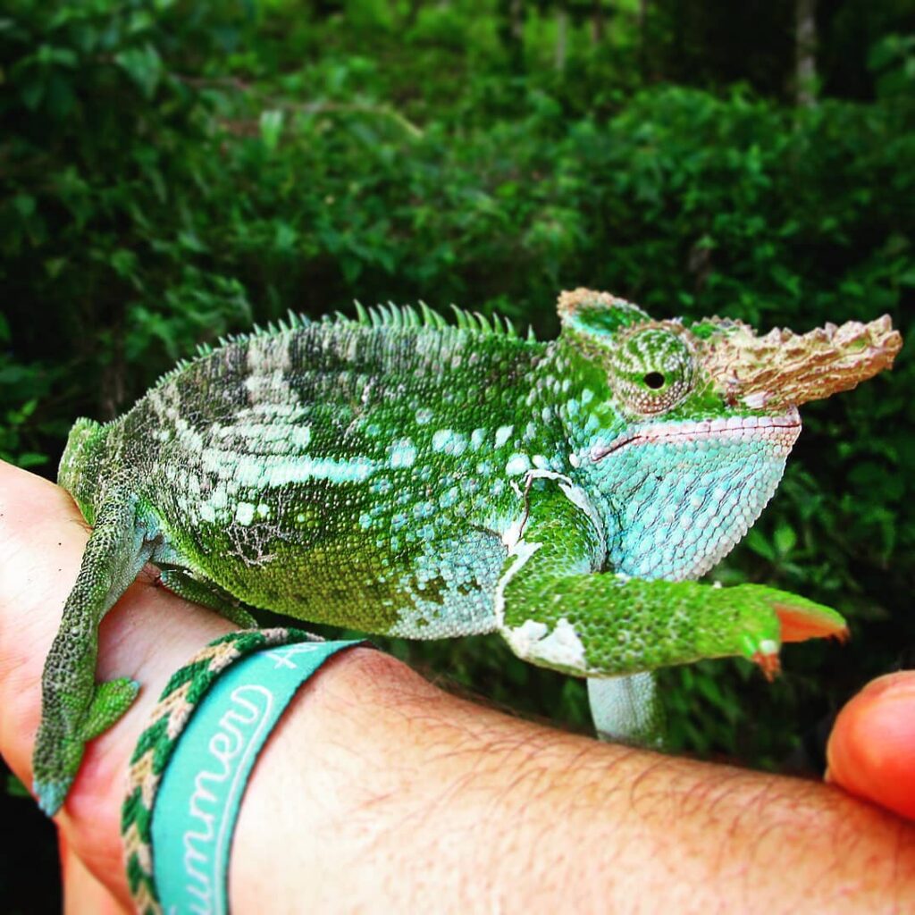 Ein Chamäleon sitzt auf einer Hand – kleines Naturhighlight auf der Rund um den Kilimanjaro Tour in Tansania.