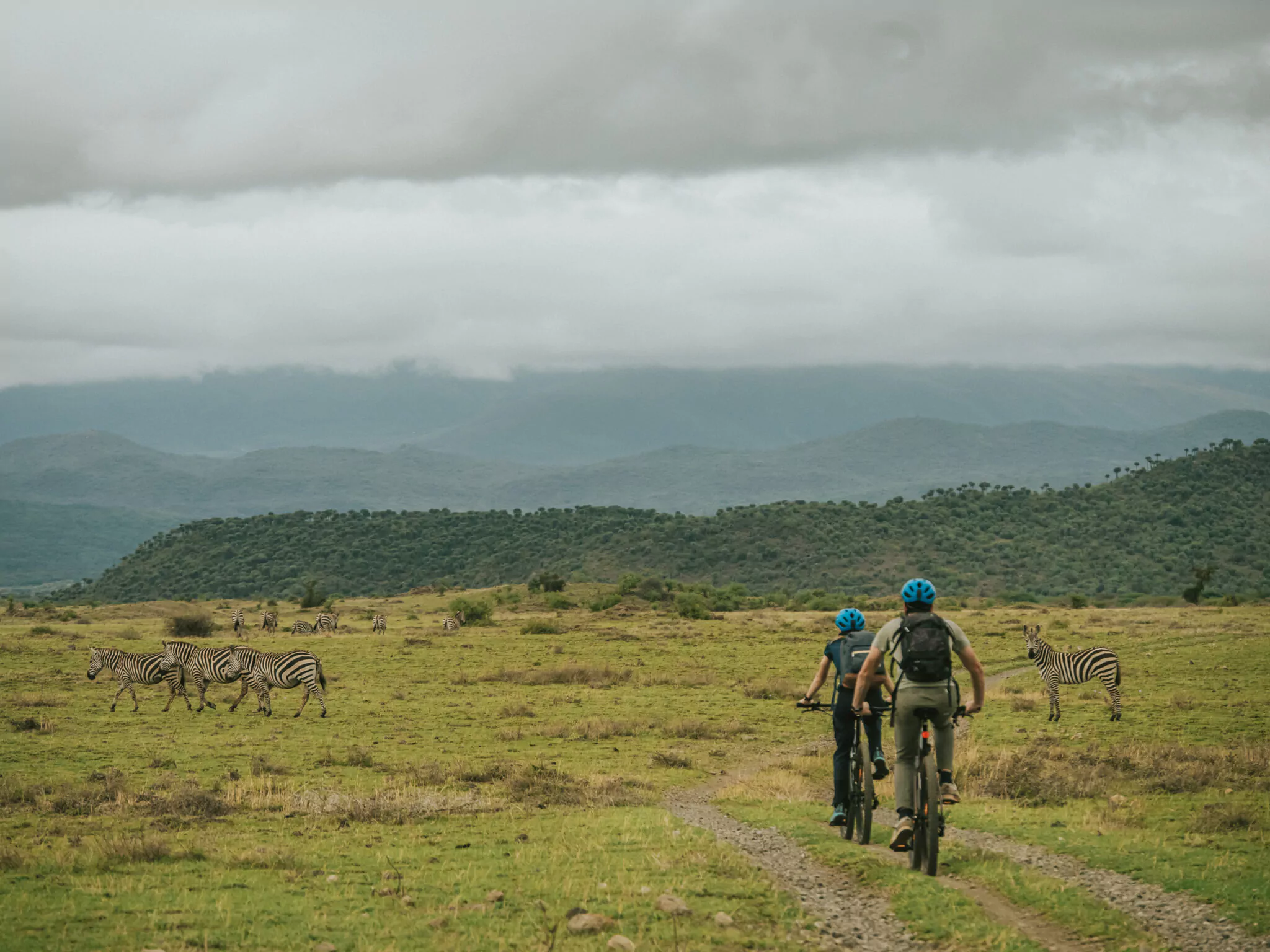 Zwei Mountainbiker fahren auf einer Piste an Zebras vorbei während einer Radtour in Nordtansania