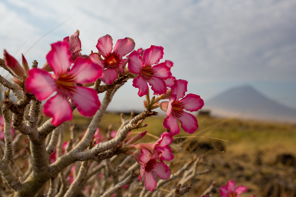 Desert Rose am Lake Natron – TansNahaufnahme einer pinkfarbenen Desert Rose mit dem Ol Doinyo Lengai im Hintergrund.