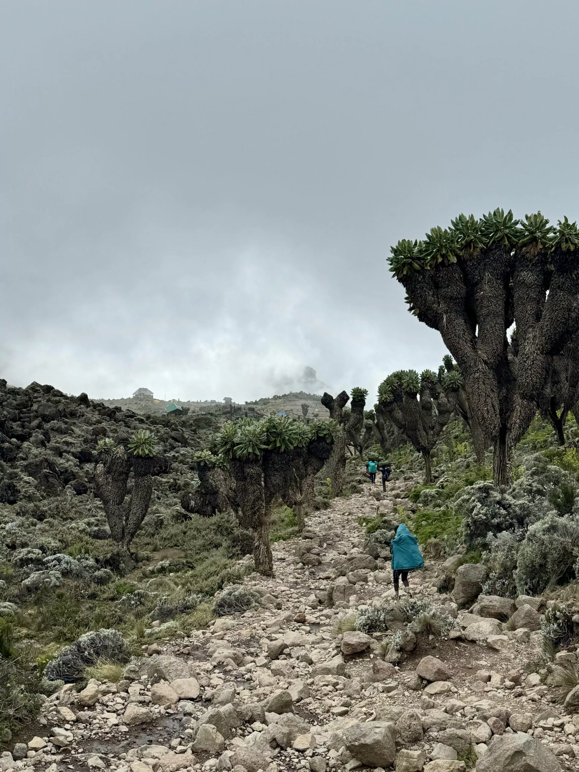 Langsamer Aufstieg durch die alpine Vegetationszone am Kilimanjaro