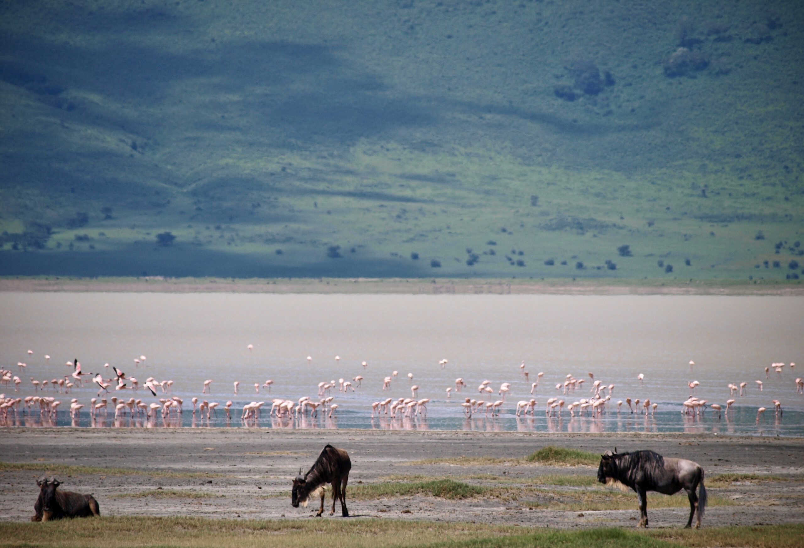 Gnus am Ufer eines Sees mit einer großen Gruppe Flamingos im flachen Wasser.