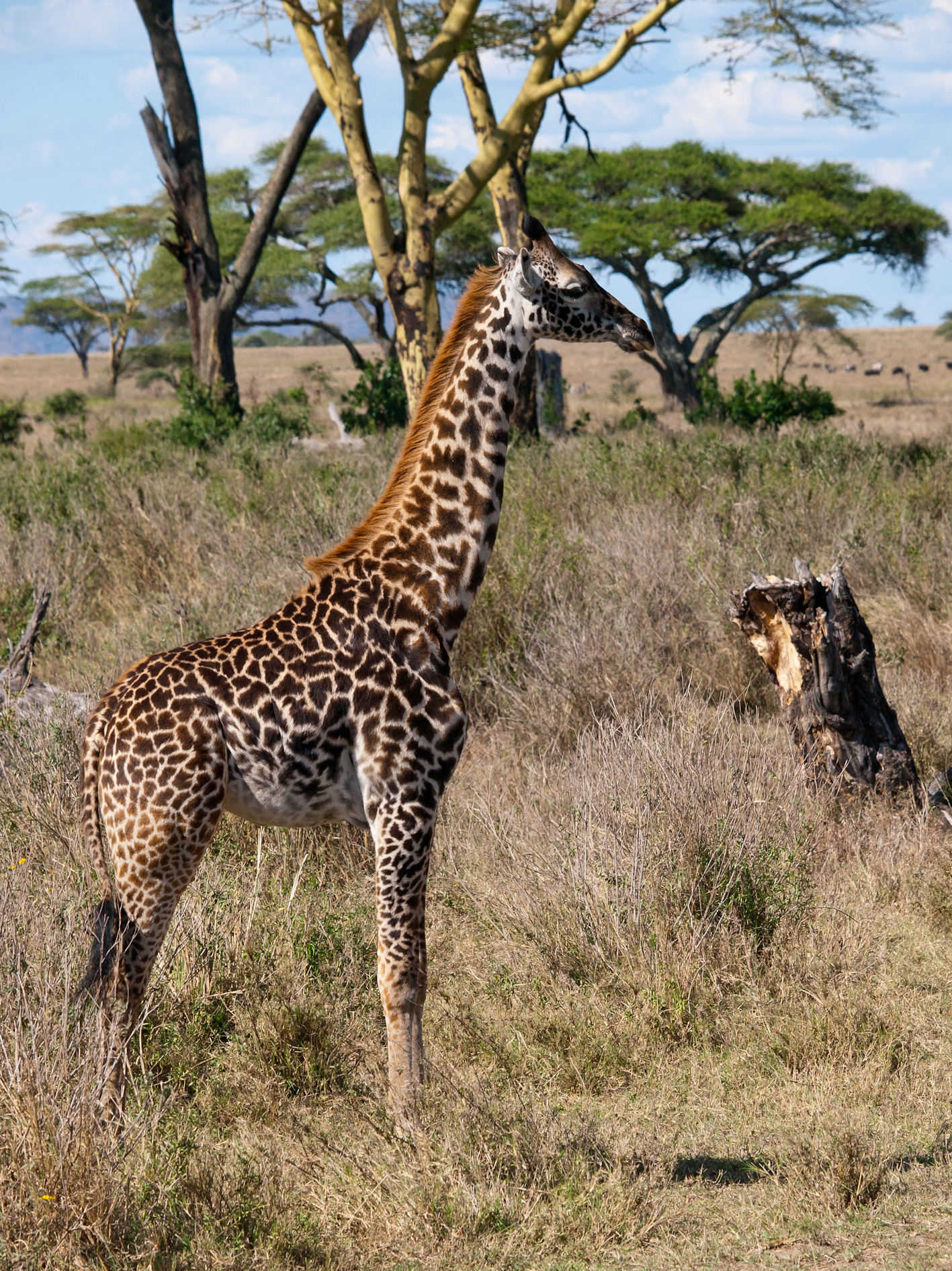Giraffe steht im hohen Gras vor Bäumen.