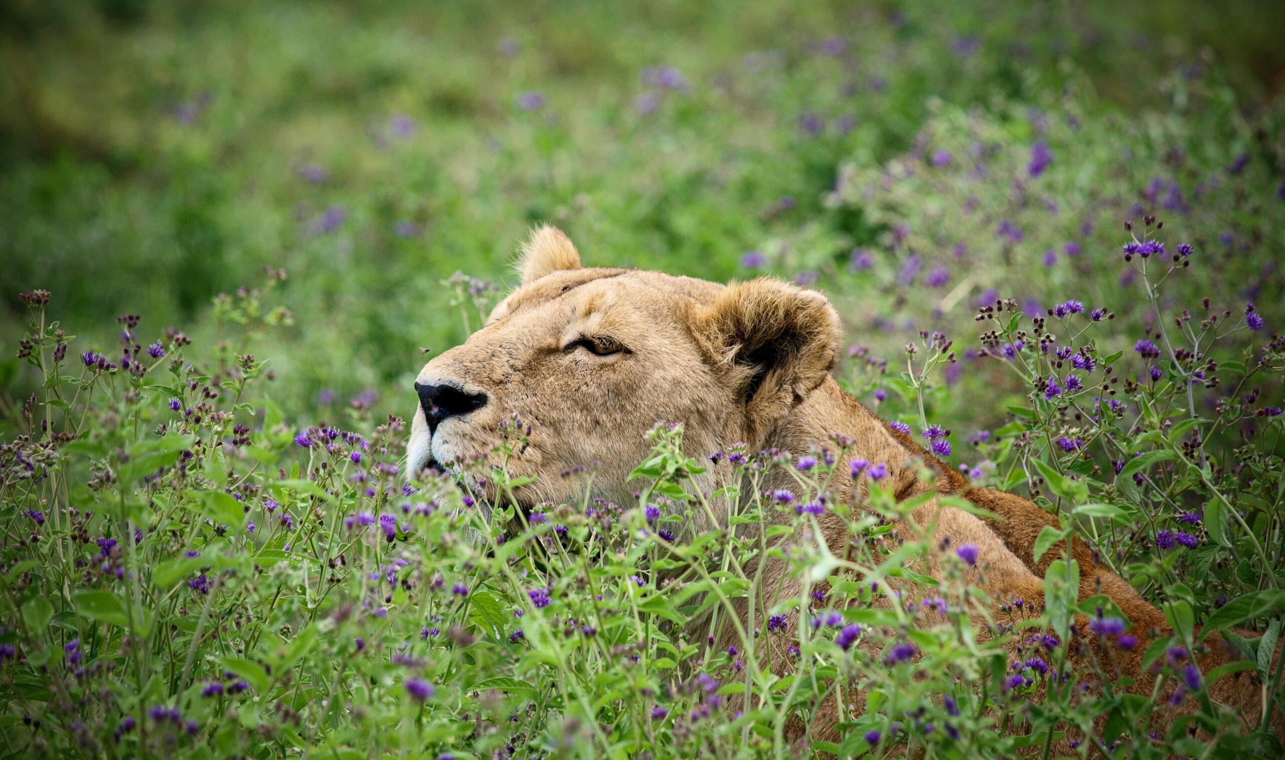 Löwin ruht zwischen grünen Pflanzen und violetten Blüten.