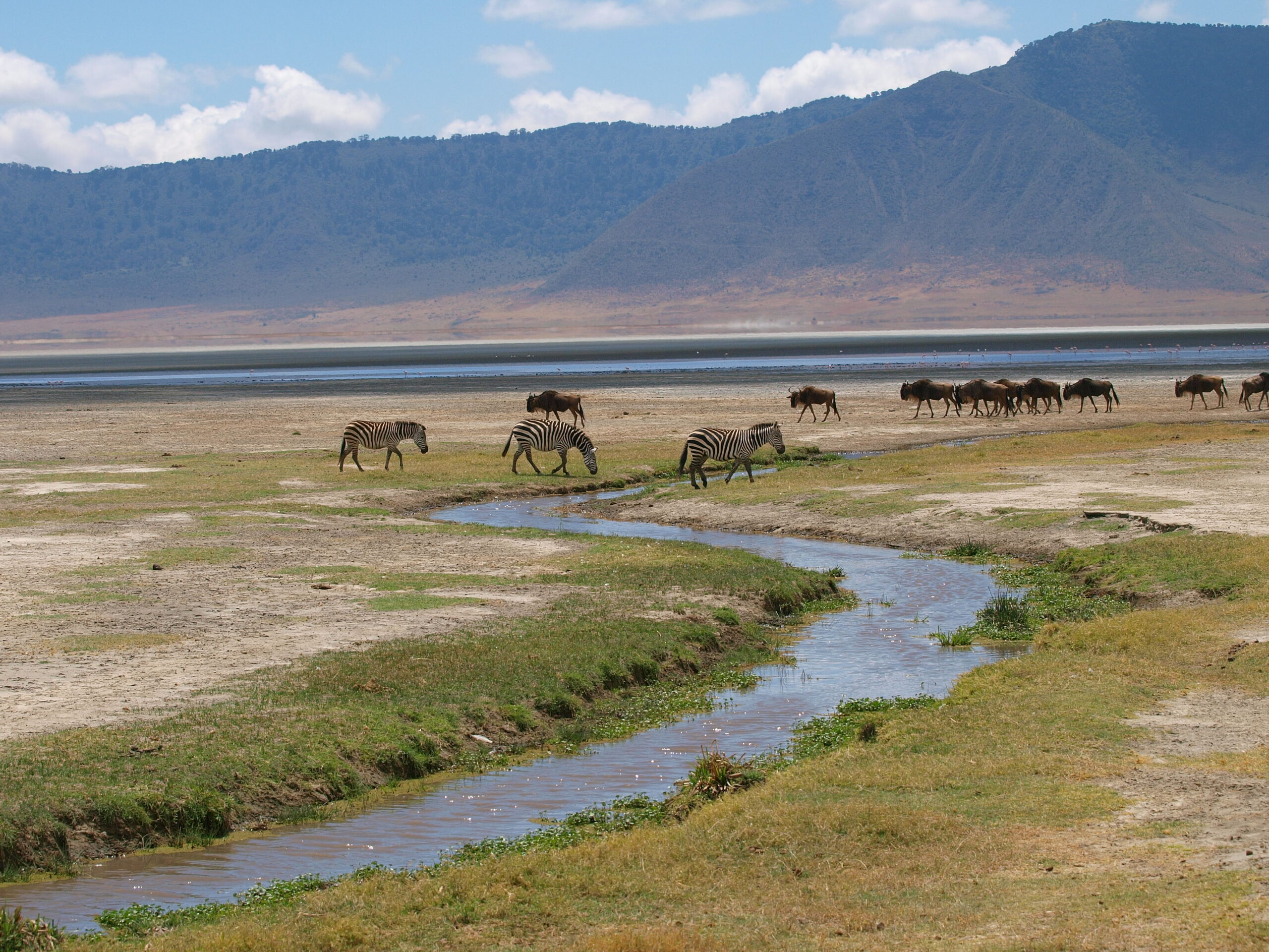 Zebras und Gnus an einem geschwungenen Wasserlauf, dahinter ein See und bewachsene Hänge.