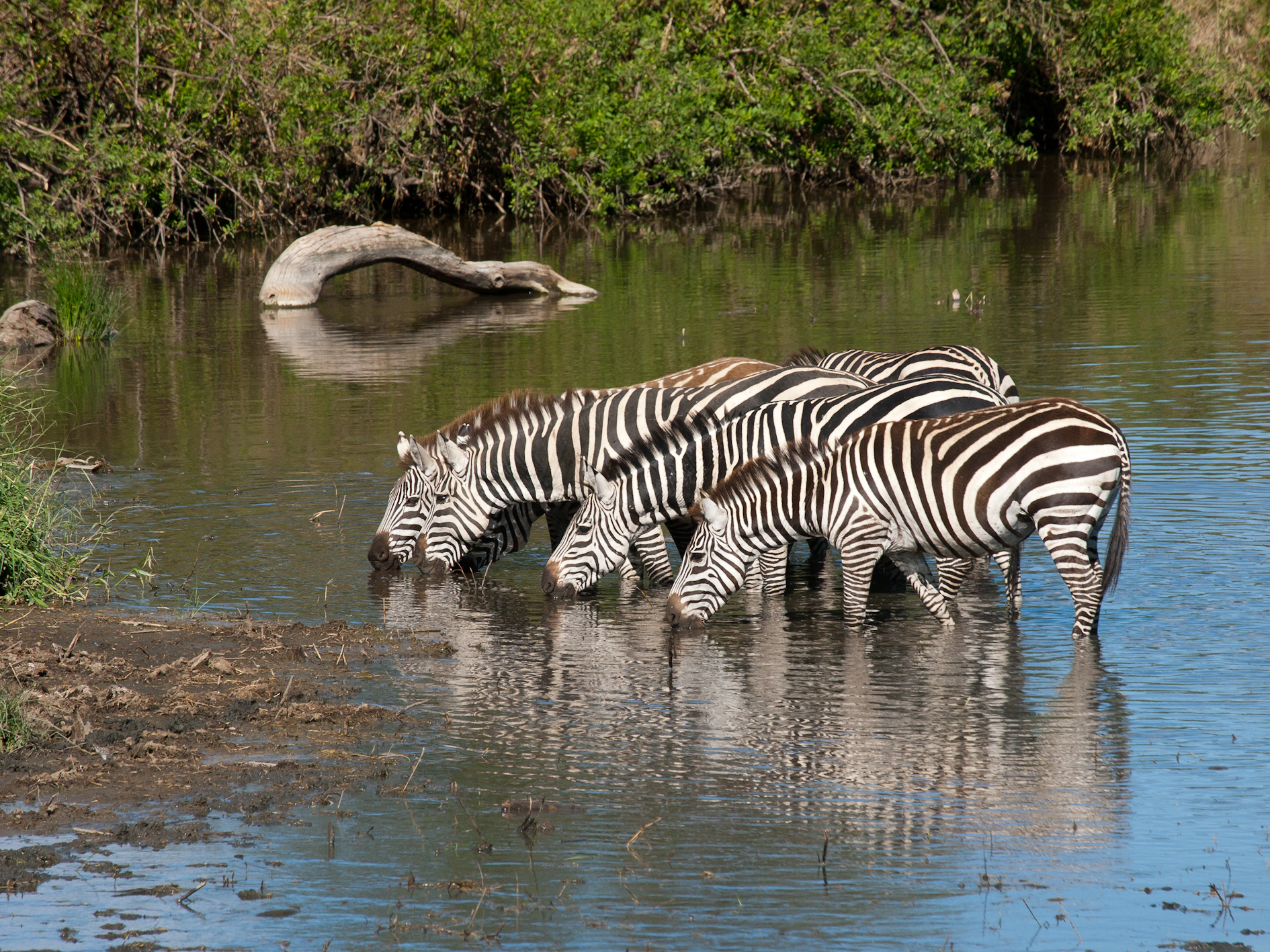 Mehrere Zebras trinken gemeinsam an einer Wasserstelle und spiegeln sich im Wasser.